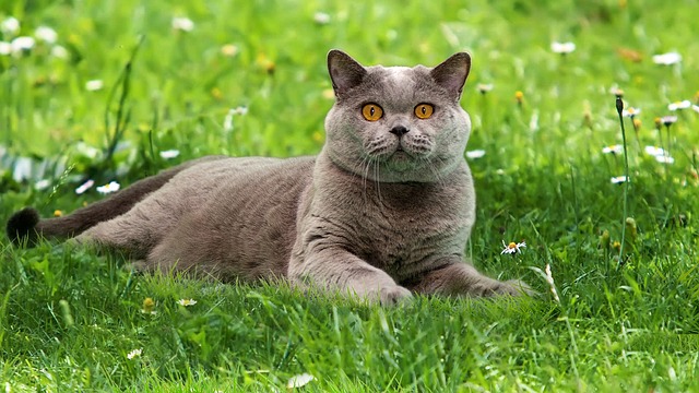 Britská modrá kočka na trávě