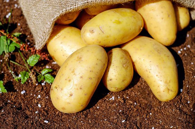 brambory na zahradě